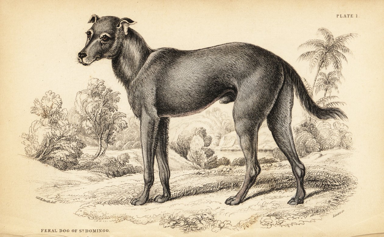 Vildhund hittad i Dominikanska republiken och Haiti, Canis lupus familiaris (vildhund från St. av William Home Lizars
