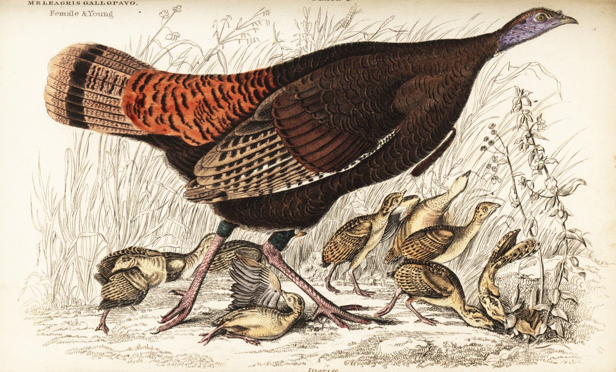 Vild kalkon, hona och ung, Meleagris gallopavo av William Home Lizars