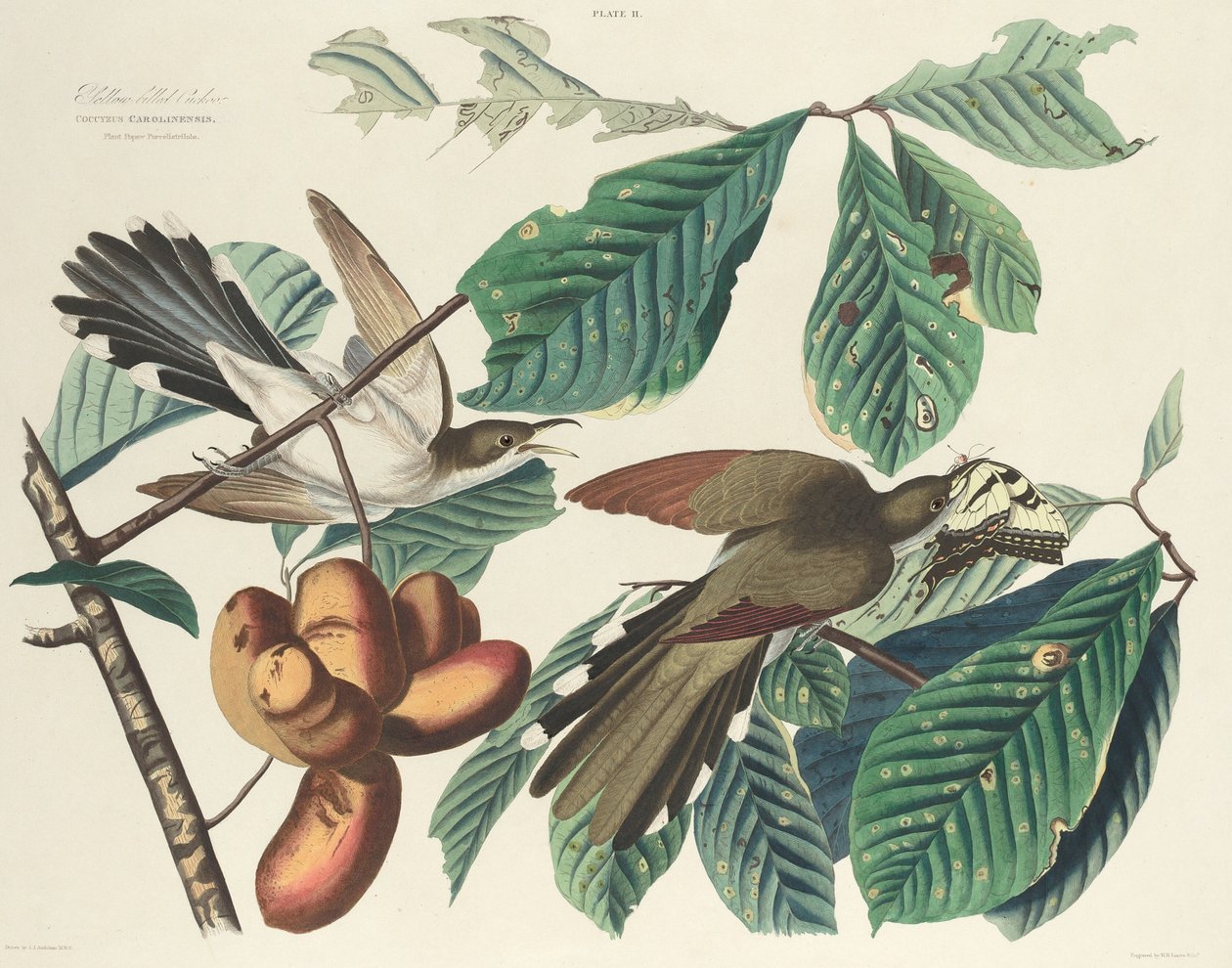 Gulnäbbgök, 1827. av William Home Lizars