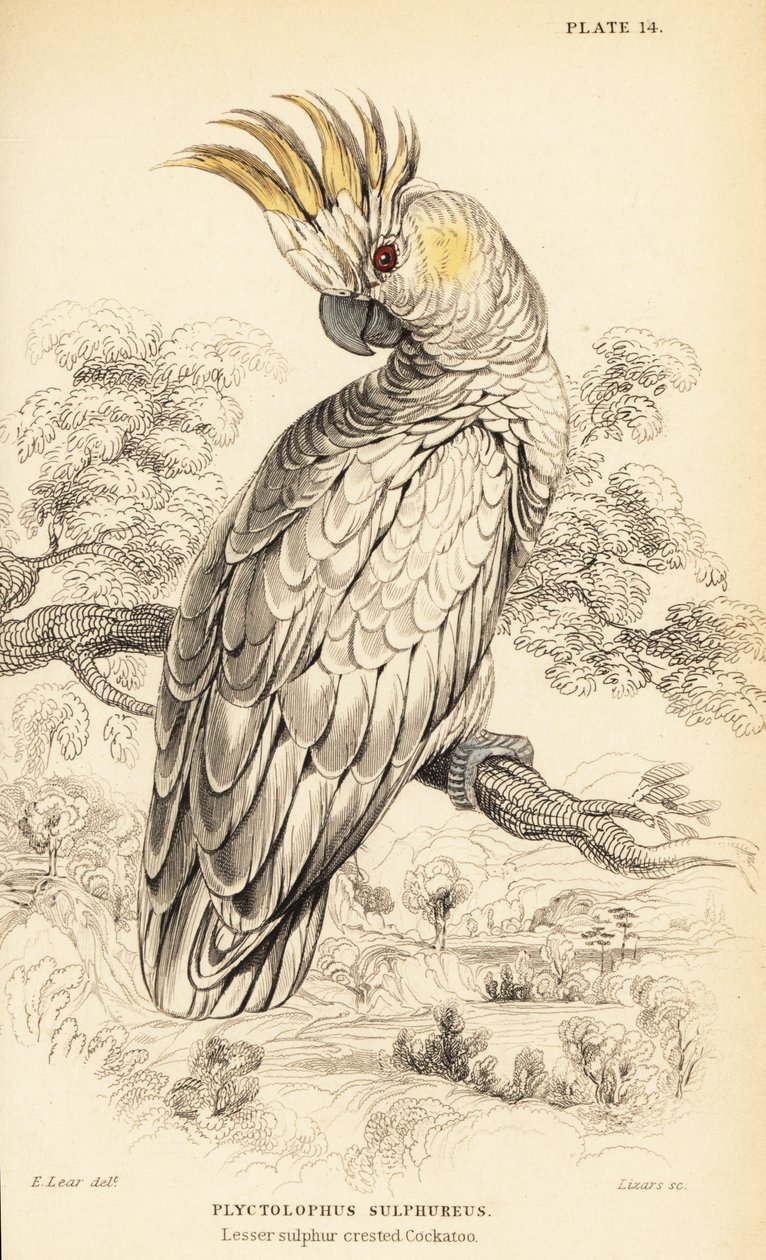Gulkrönt kakadua, Cacatua sulphurea av William Home Lizars