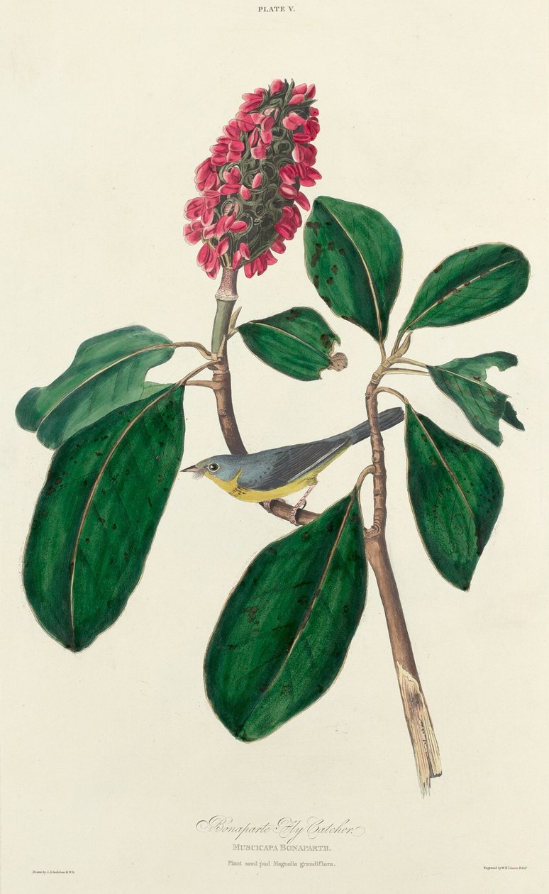 Bonaparte flugfångare av William Home Lizars after John James Audubon