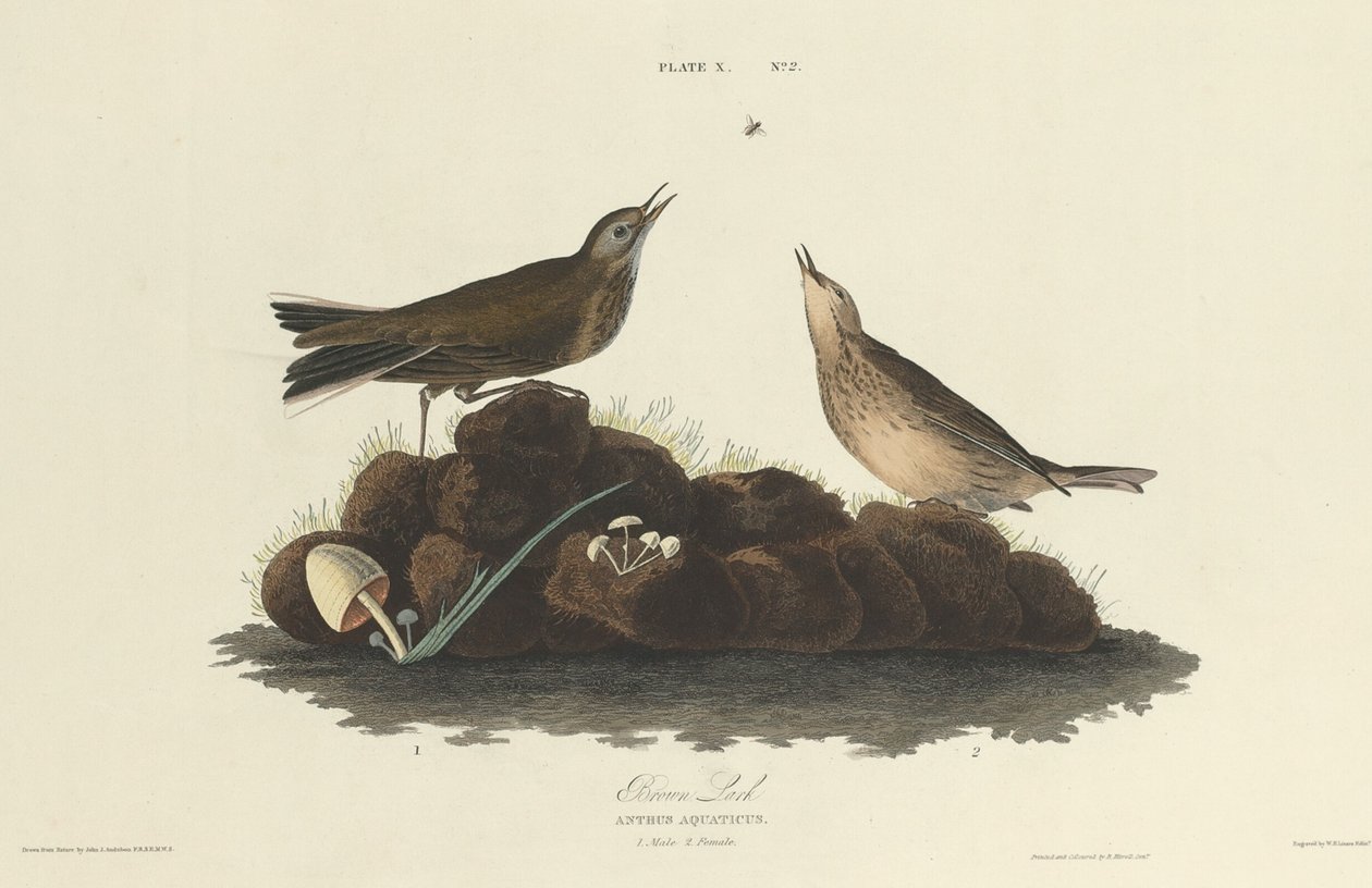 Brun Lärka av William Home Lizars after John James Audubon