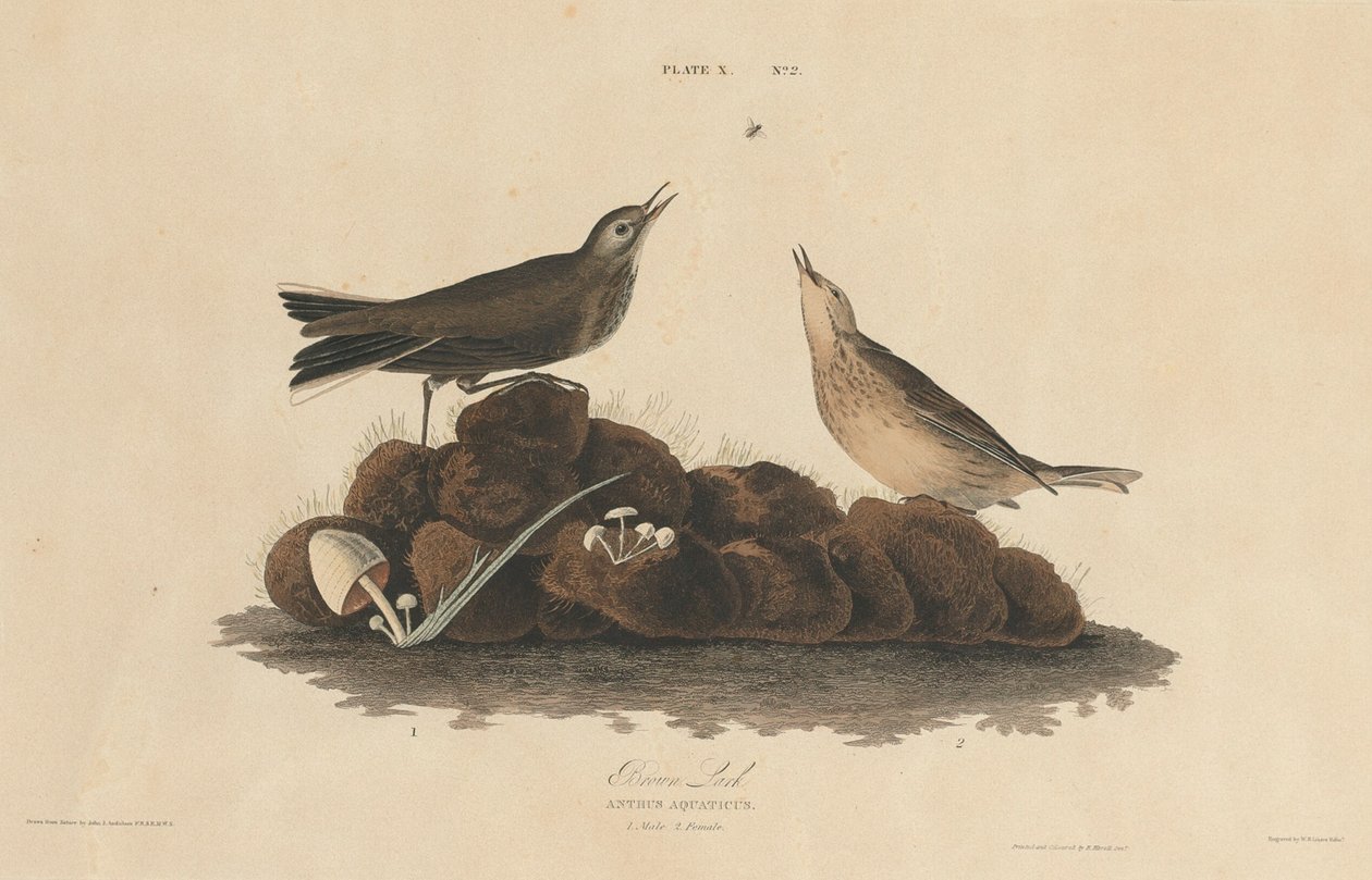 Brun Lärka av William Home Lizars after John James Audubon