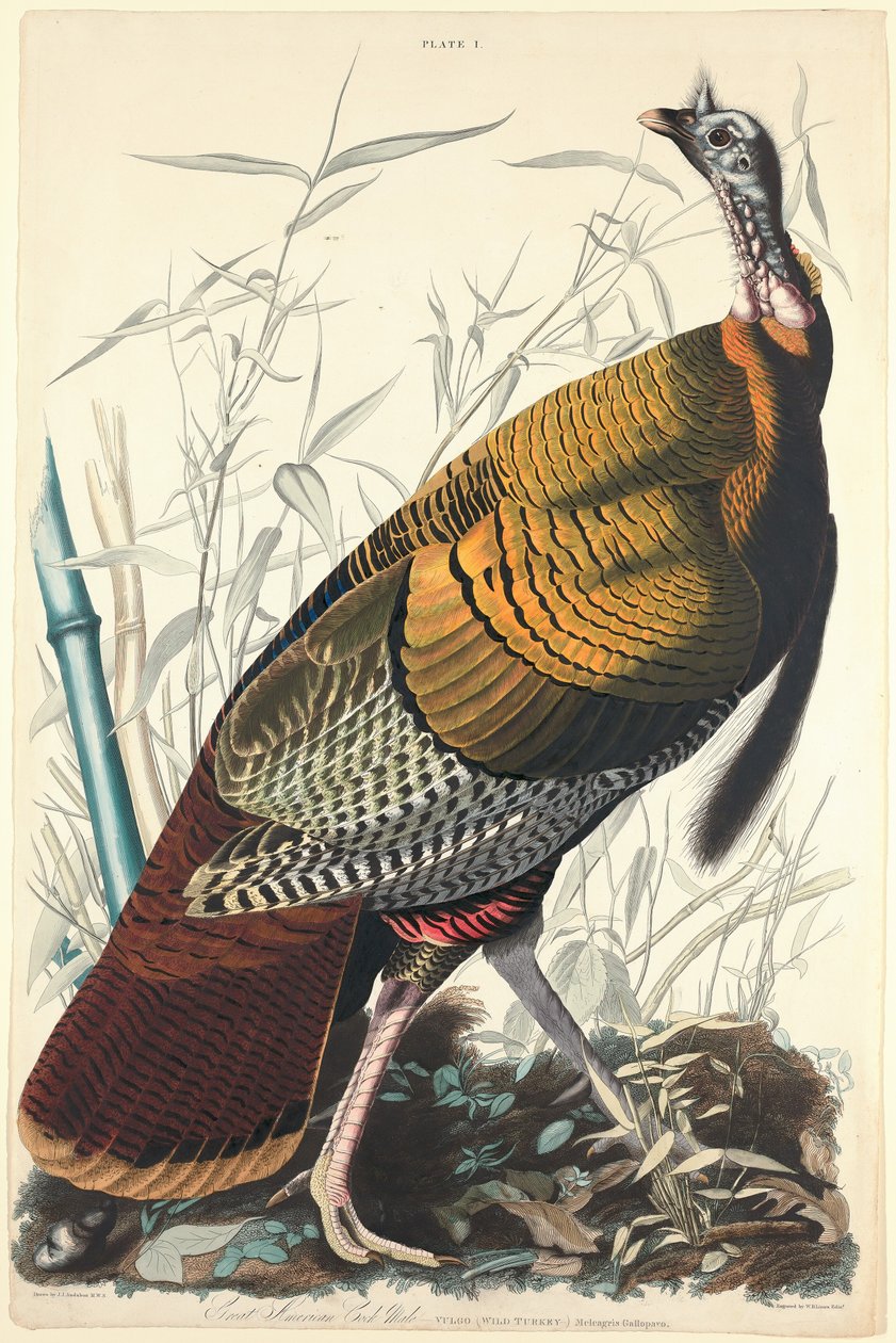 Stor amerikansk kuk av William Home Lizars after John James Audubon