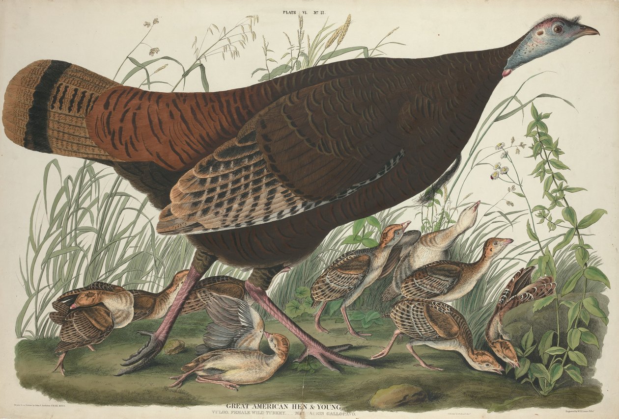 Great American Hen and Young av William Home Lizars after John James Audubon