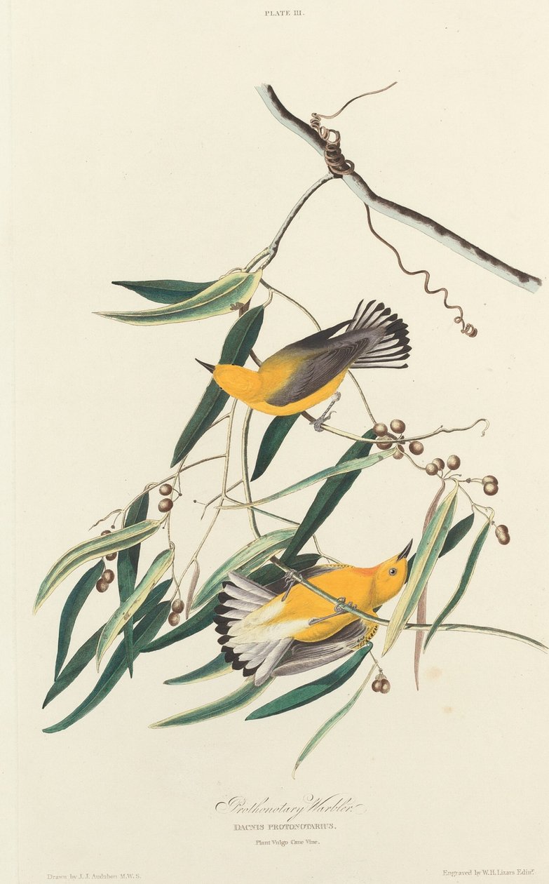 Protonär Barberare av William Home Lizars after John James Audubon