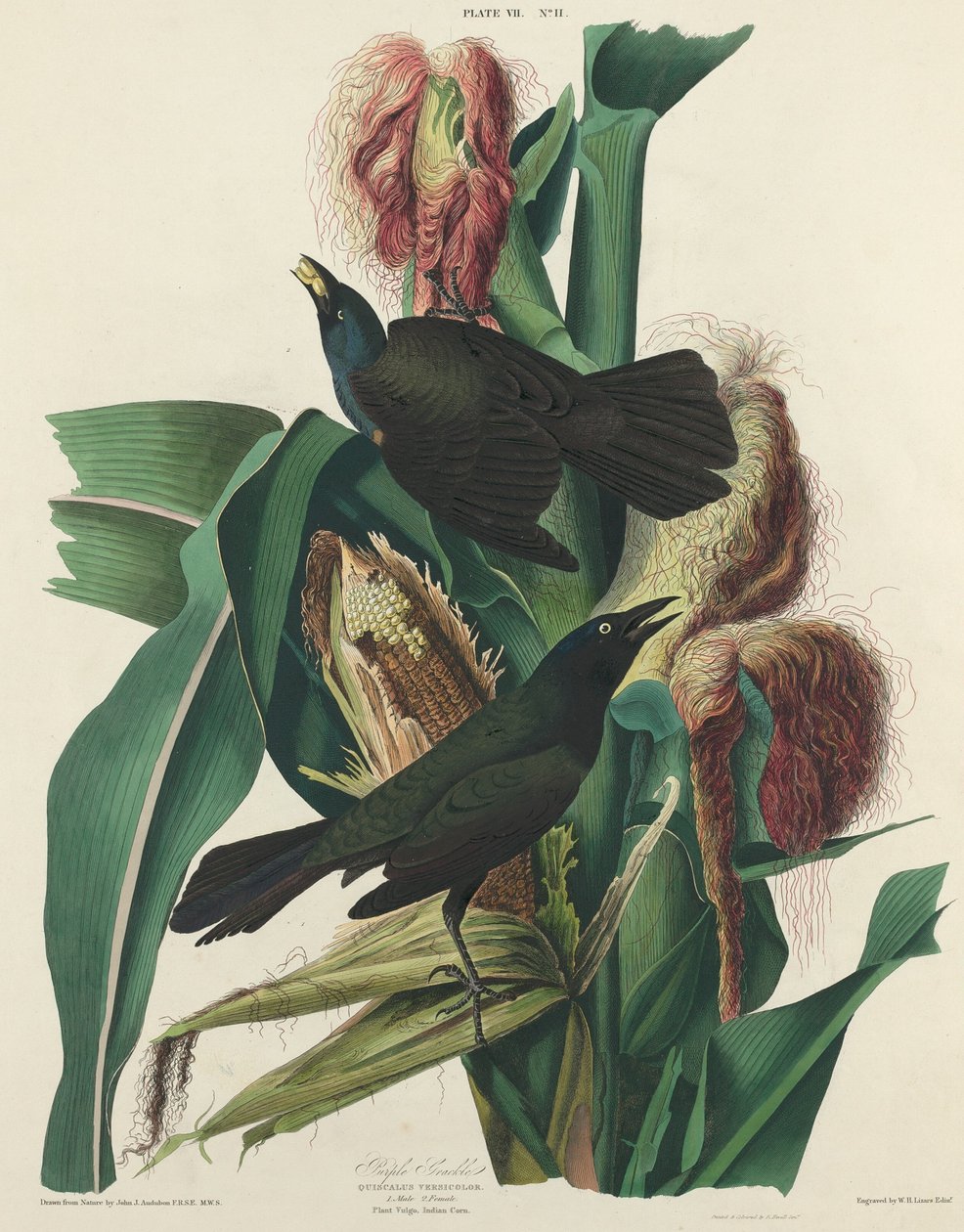 Lila Grackle av William Home Lizars after John James Audubon