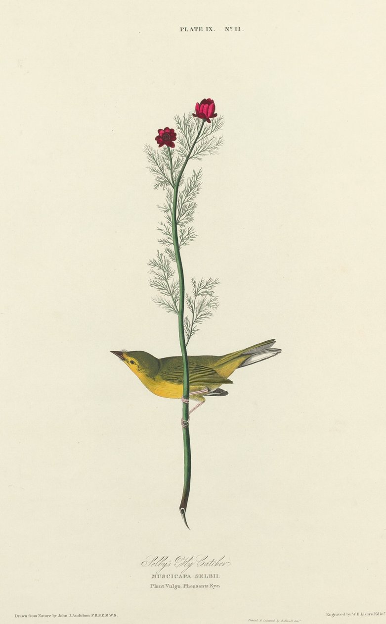 Selbys flugsnappare av William Home Lizars after John James Audubon