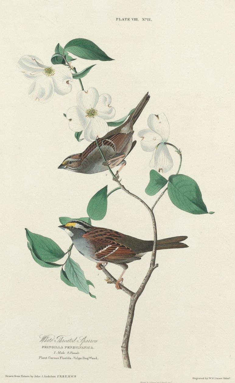 Vitstrupig sparv av William Home Lizars after John James Audubon