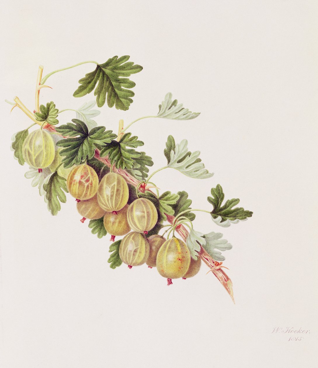 Gröna krusbär, 1815 av William Hooker