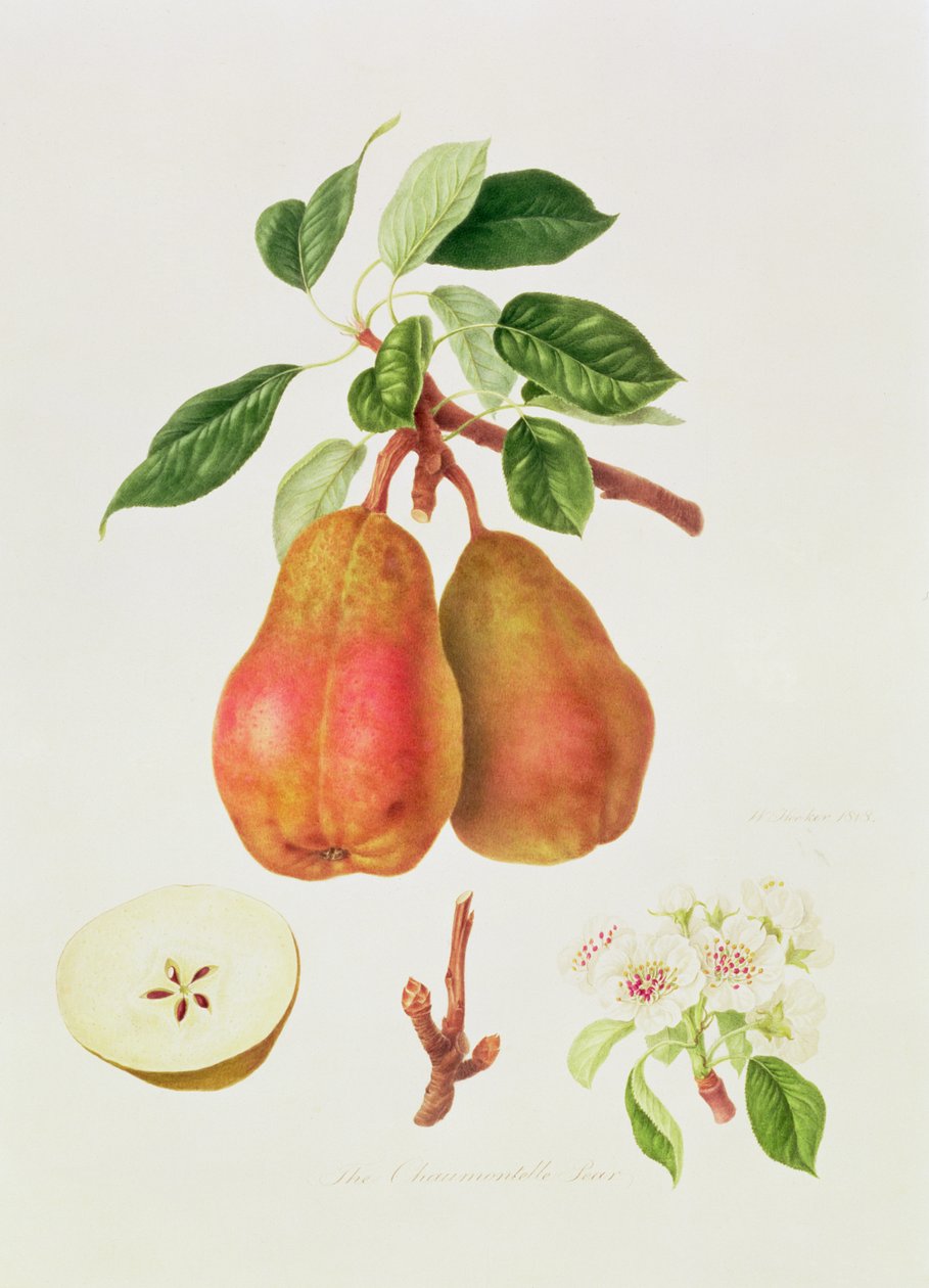 Chaumontelle päron, 1818 av William Hooker