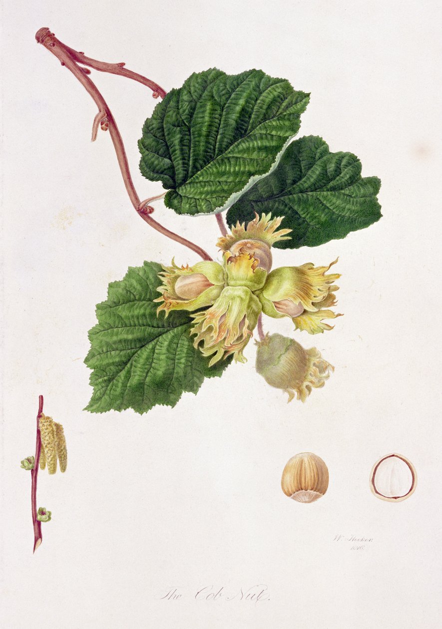 Cob Nut, 1816 av William Hooker