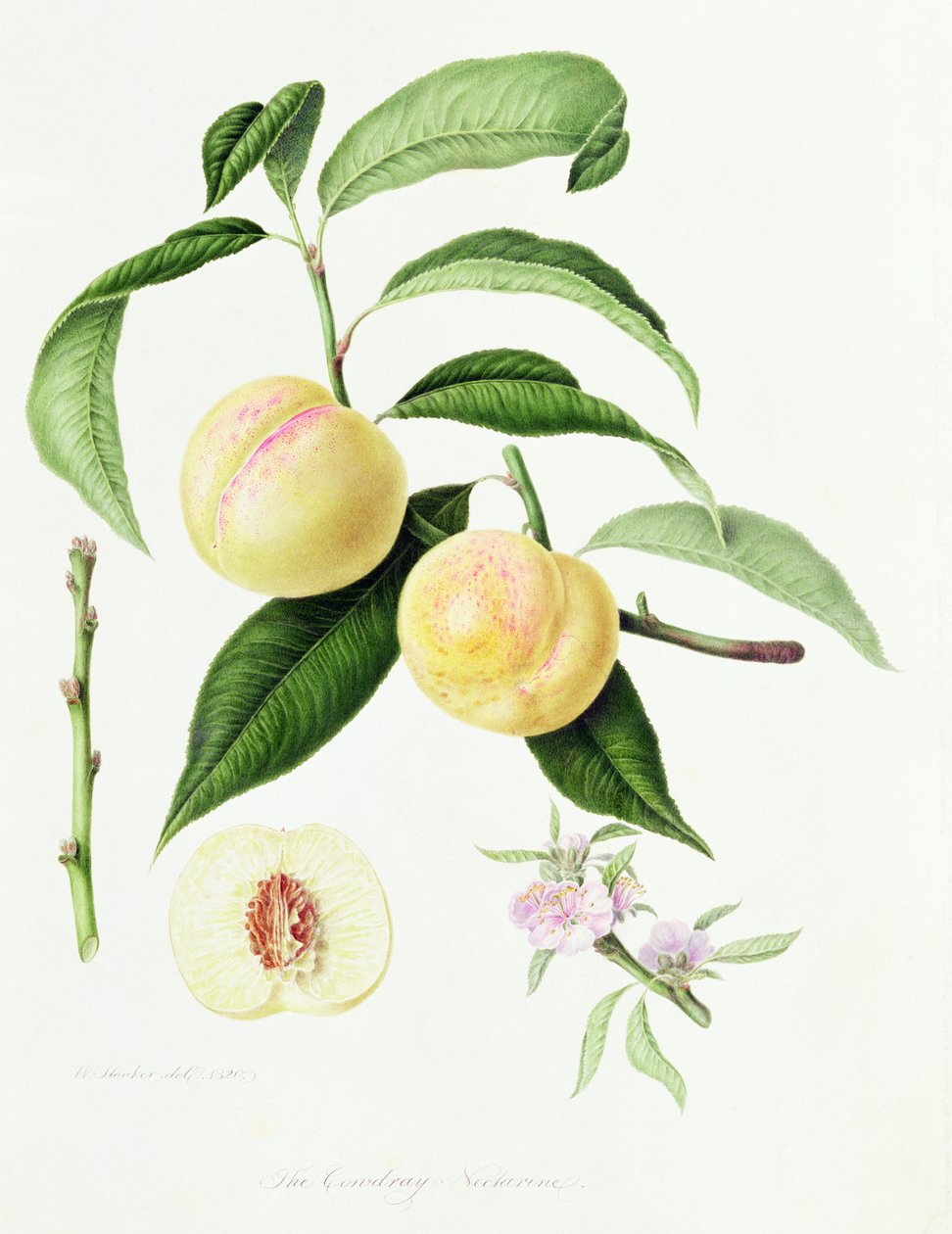 Conudray-nektarinen, 1820 av William Hooker