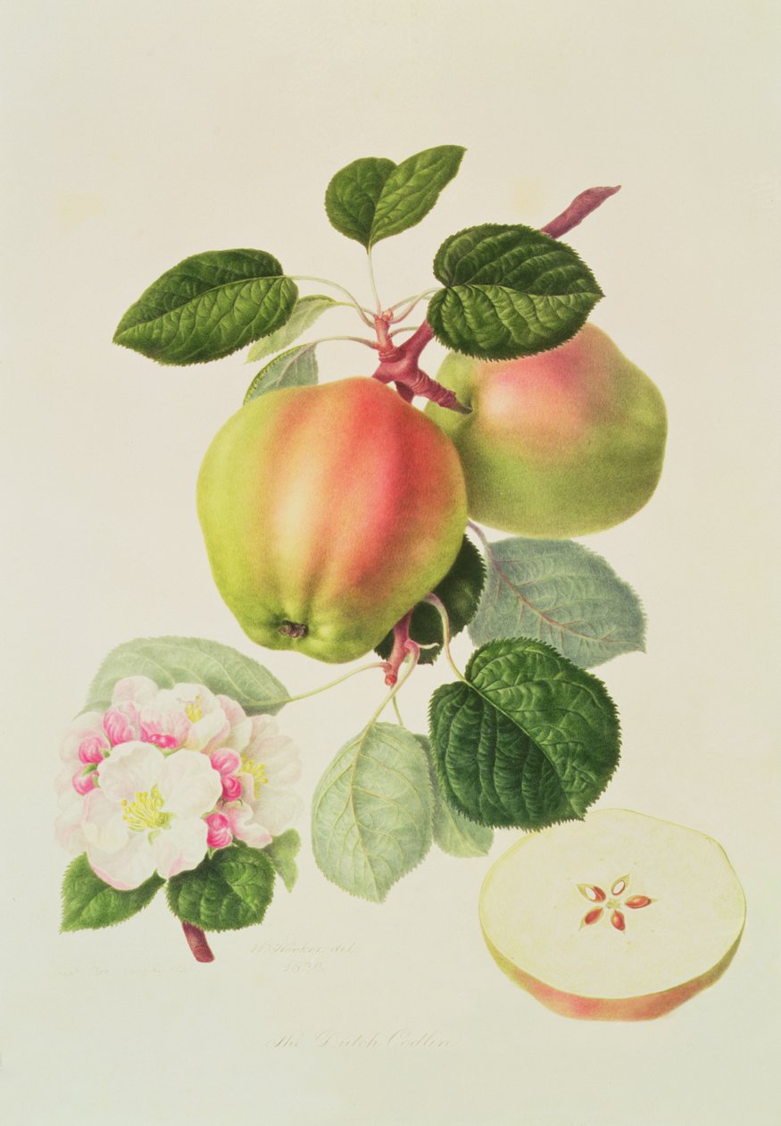 Den holländska Codlin, 1820 av William Hooker