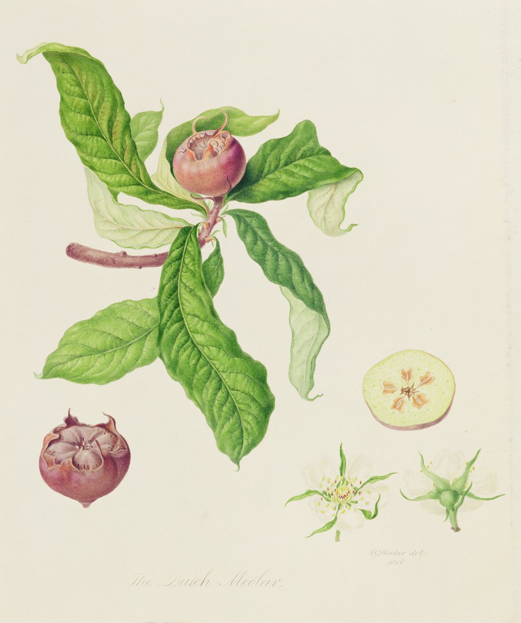 The Dutch Medlar, 1816 av William Hooker