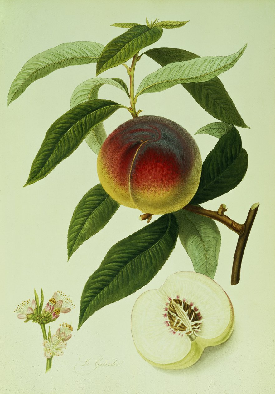 The Galande Peach (färglitografi) av William Hooker