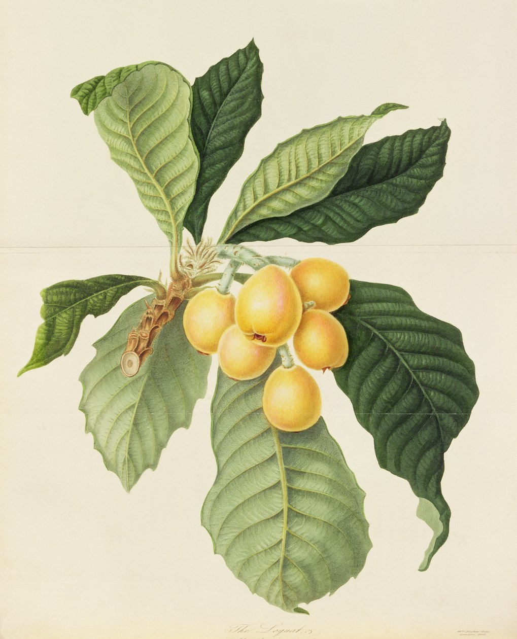 The Loquat av William Hooker