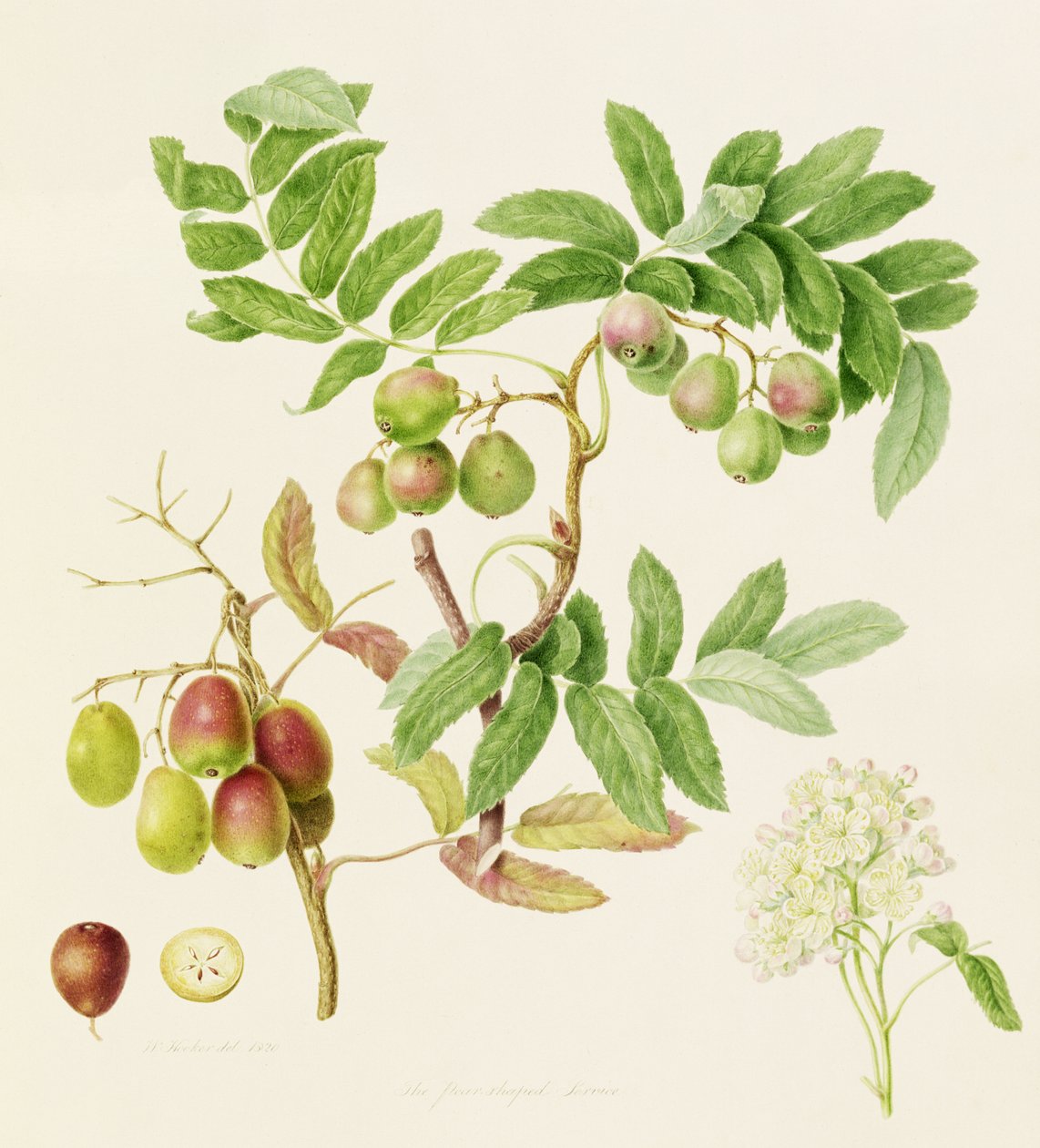 Det päronformade serviceäpplet Crab Apple, 1820 av William Hooker
