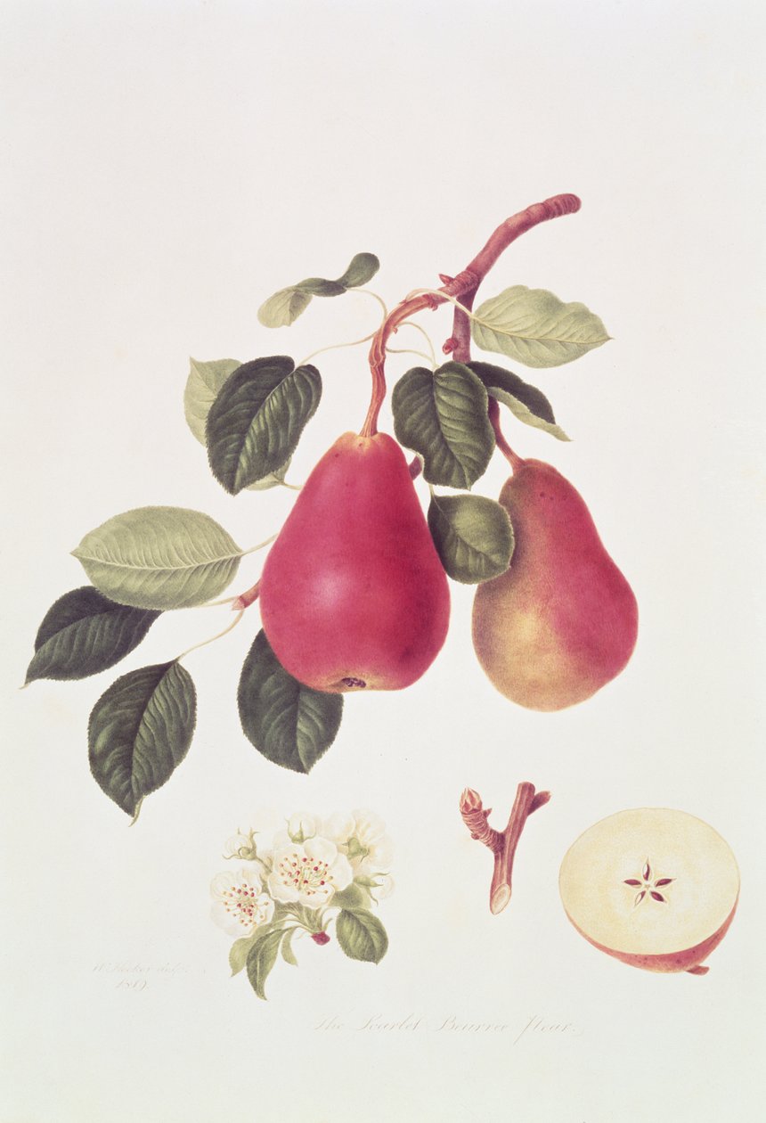 Den rödgröna päronbusken Päron, 1819 av William Hooker