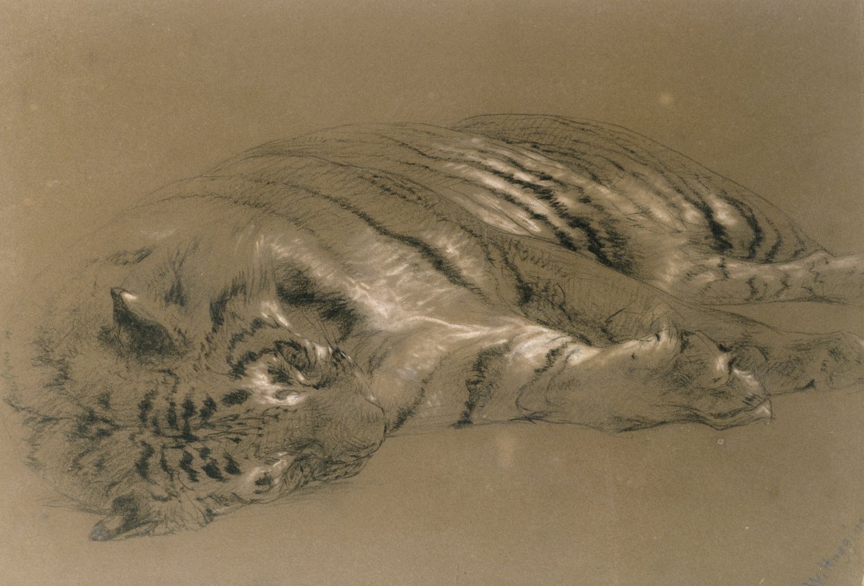 En sovande tiger, 1876 (penna och krita på papper) av William Huggins