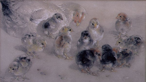 Studie av kycklingar av William Huggins