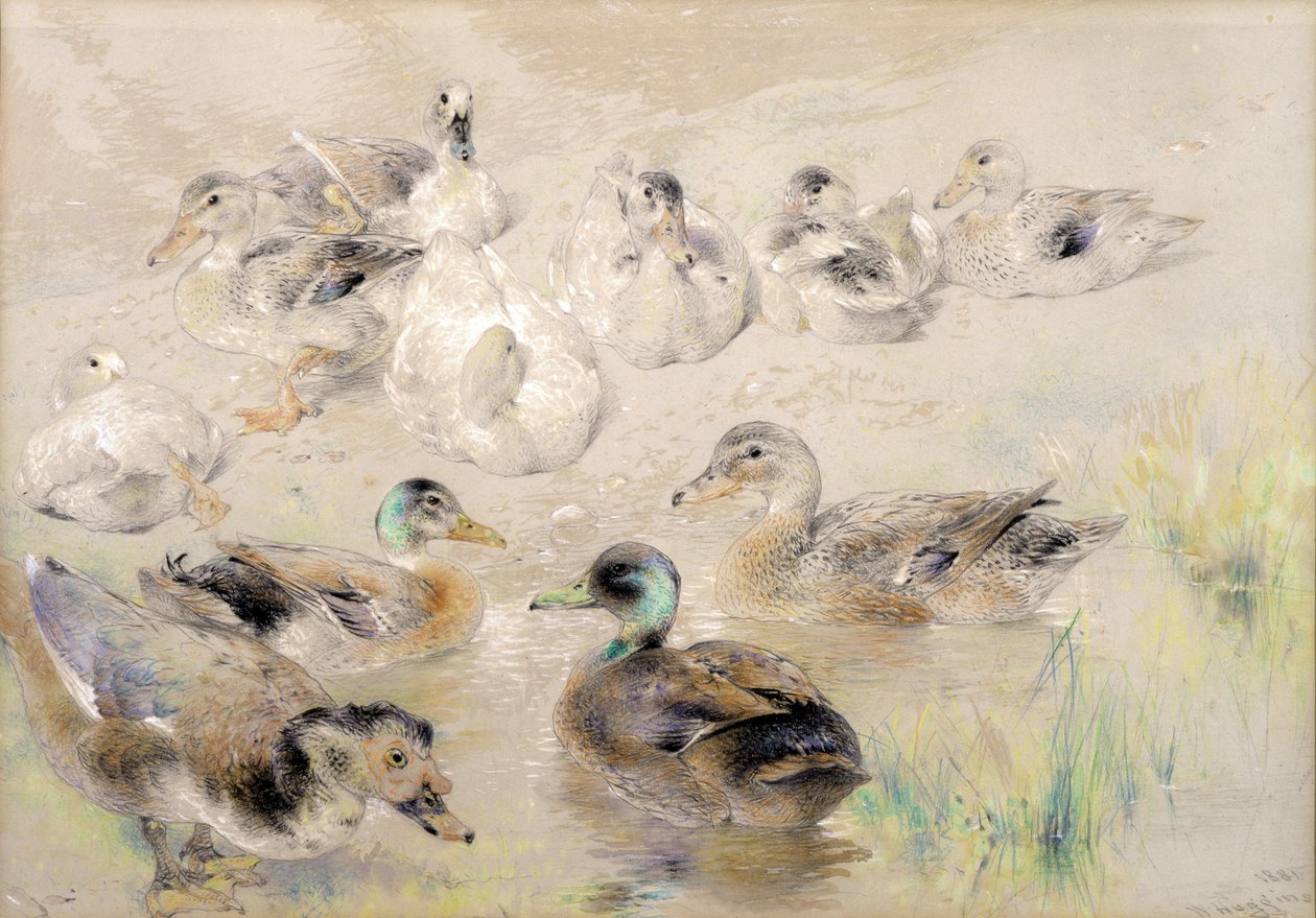 Studie av ankor av William Huggins