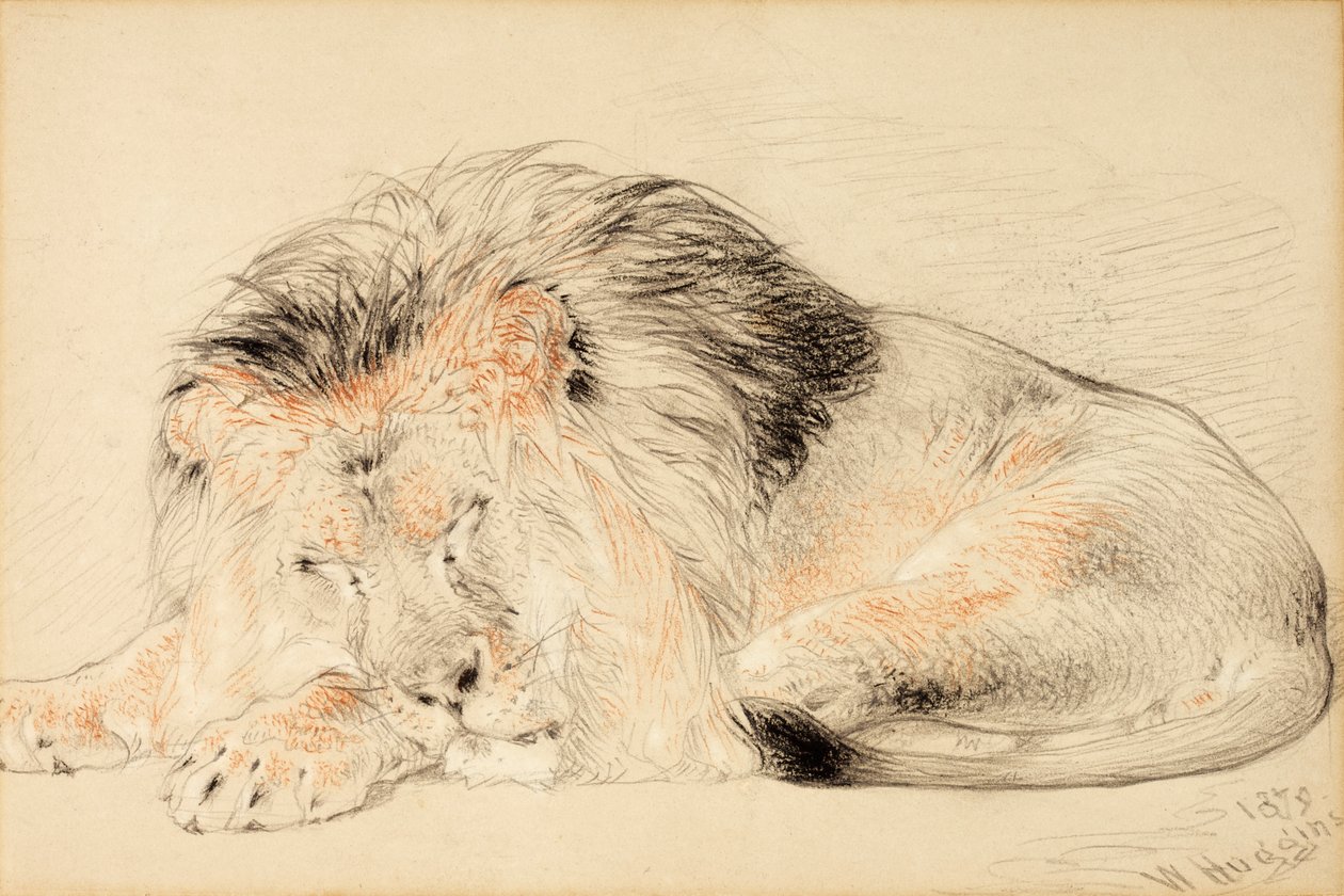 Study of a Lion, 1879 (krita på papper) av William Huggins