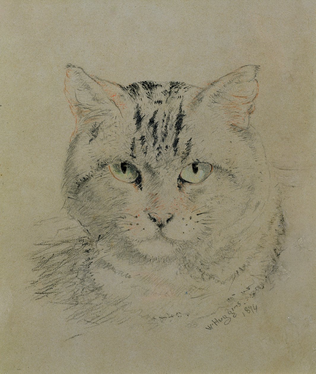 Tabby Cat, 1874 (penna, krita och kol på papper) av William Huggins