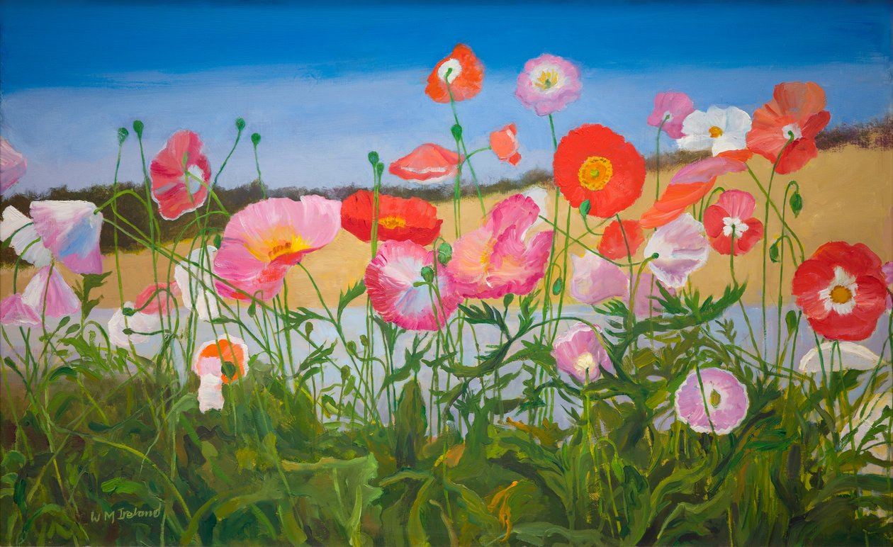 Vallmo (olja ombord) av William Ireland
