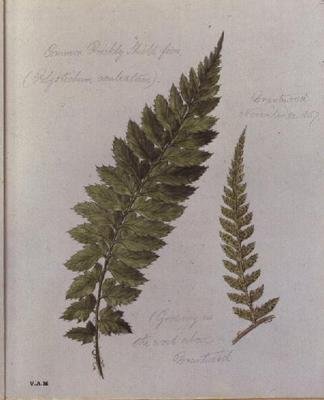 Common Prickly Shield-bregne, malet i Brantwood, 30. november 1857 (akvarel på papir) swed. av William James Linton