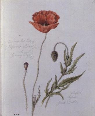 Common Red Poppy, målad i Seaford, Sussex, 25 juni 1860 (akvarell på papper) av William James Linton