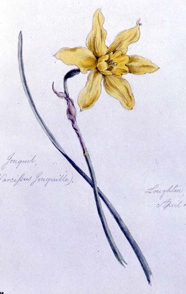 Jonquil, målad i Loughton av William James Linton