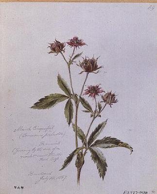 Marsh Cinquefoil, målad i Brentwood av William James Linton