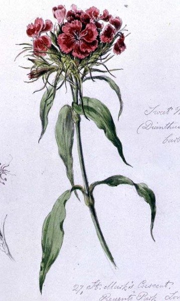 Sweet William, malet i Regents Park, 7. juni 1868 (akvarel på papir) swed. av William James Linton