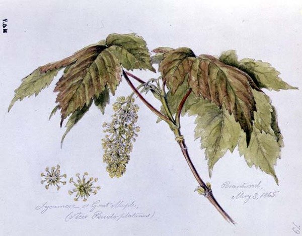 Sycamore, eller Great Maple, målad i Brantwood, 3 maj 1865 (akvarell på papper) av William James Linton