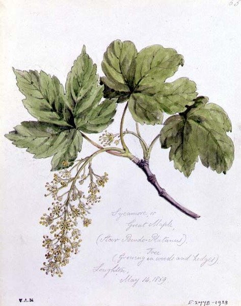 Sycamore, eller Great Maple, målad i Loughton av William James Linton