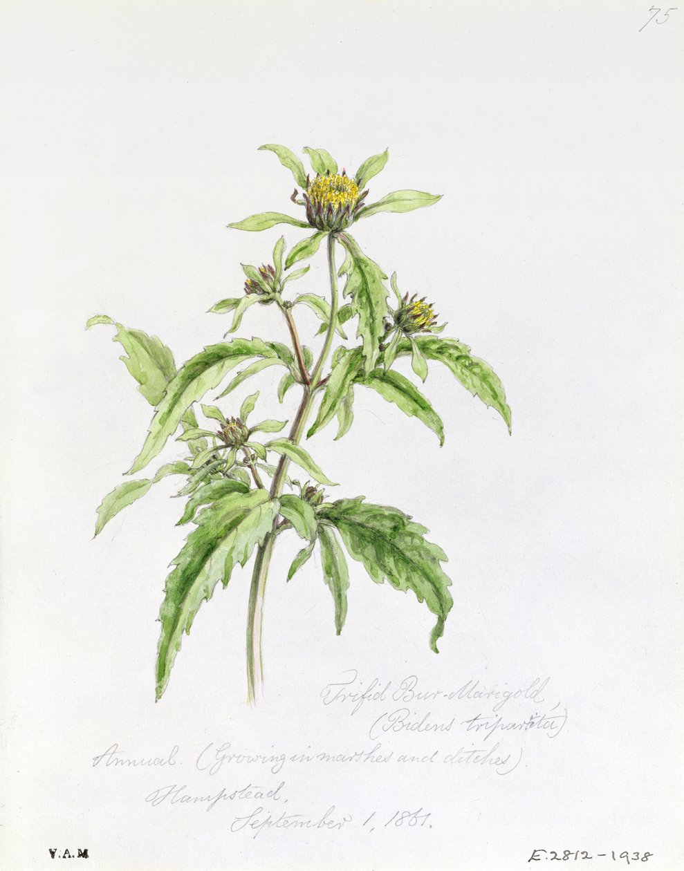 Trifid Burr-Marigold, målad i Hampstead, 1 september 1861 av William James Linton