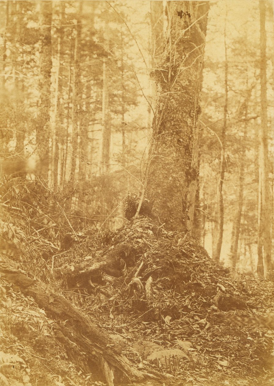 Utan titel, från portfolion The Forest: Adirondacks skogar av William James Stillman
