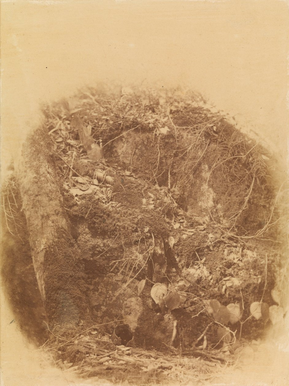 Utan titel, från portfolion The Forest: Adirondacks skogar av William James Stillman