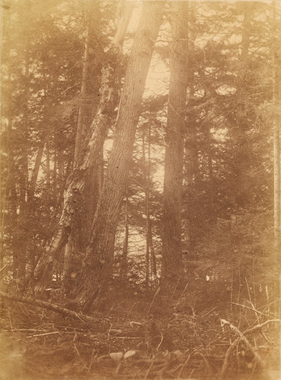 Utan titel, från portfolion The Forest: Adirondacks skogar av William James Stillman