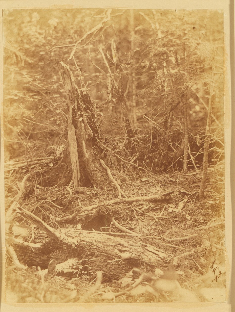 Utan titel, från portfolion The Forest: Adirondacks skogar av William James Stillman