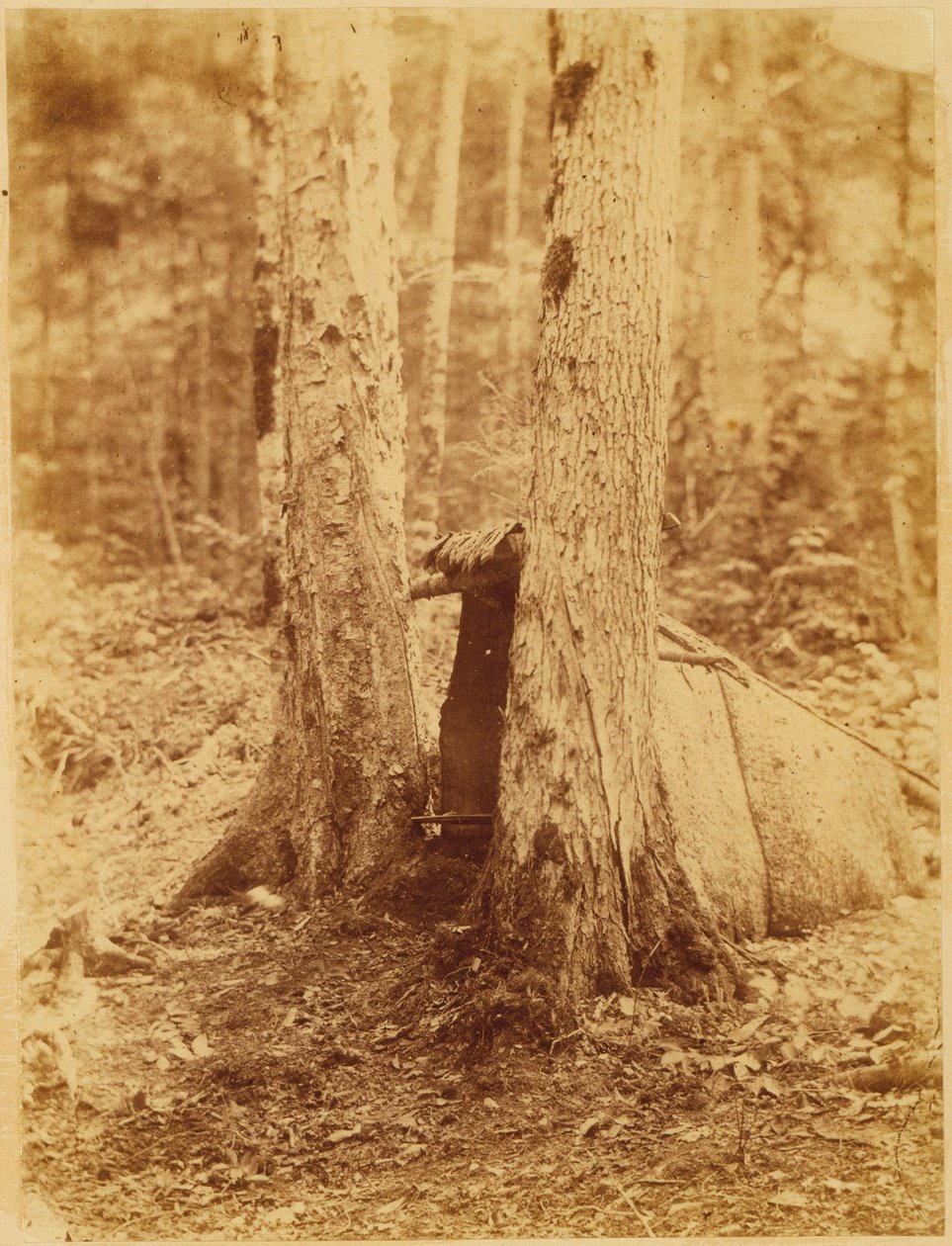 Utan titel, från portfolion The Forest: Adirondacks skogar av William James Stillman