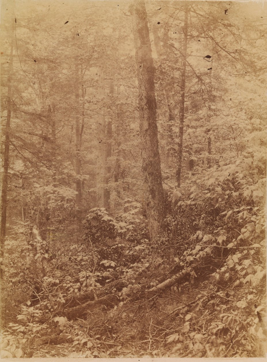 Utan titel, från portfolion The Forest: Adirondacks skogar av William James Stillman