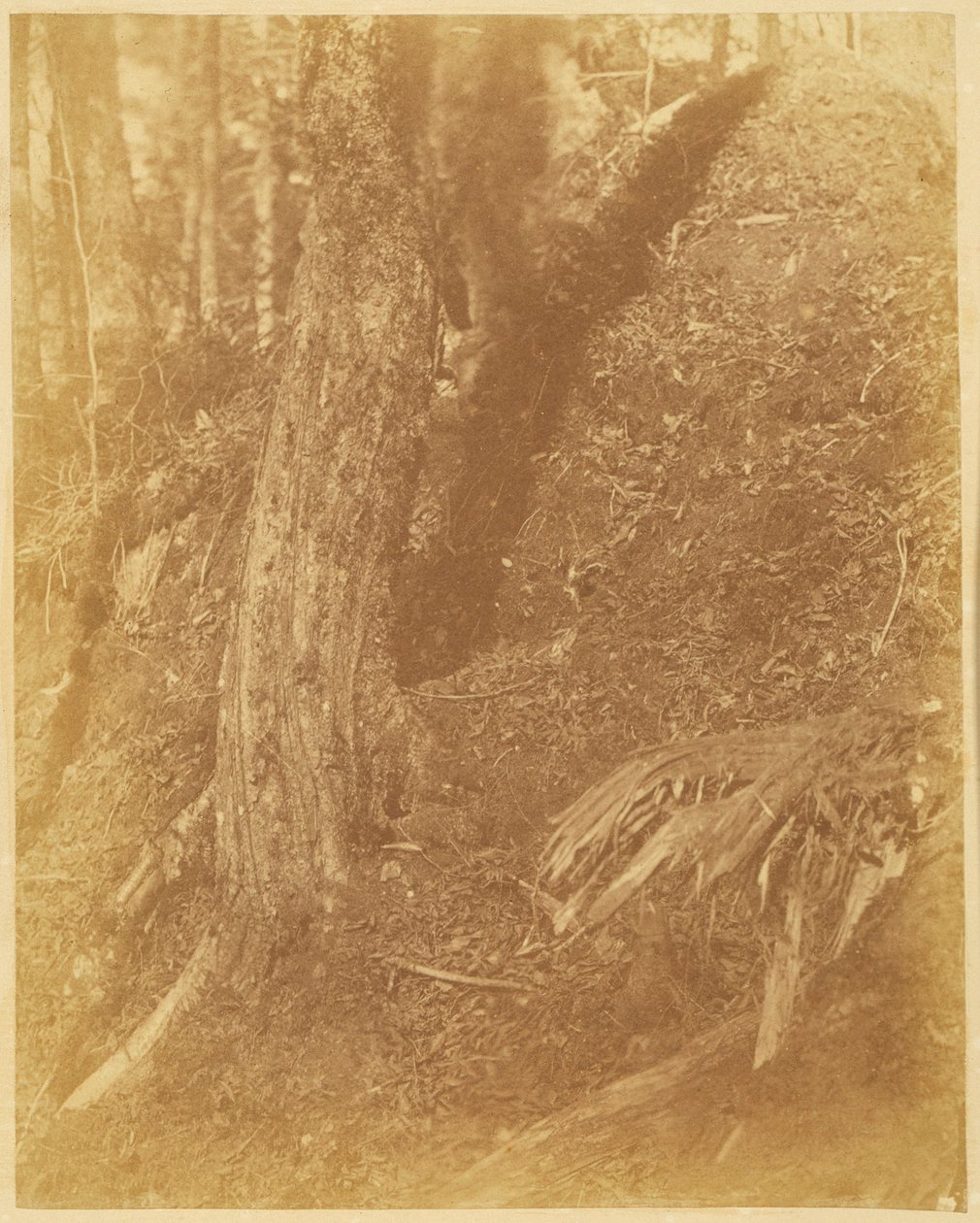Utan titel, från portfolion The Forest: Adirondacks skogar av William James Stillman