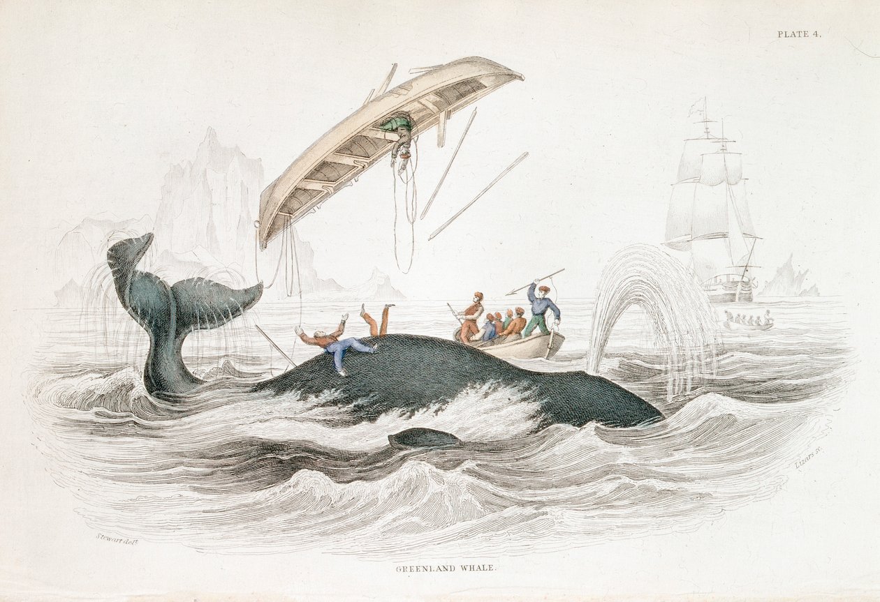 Harpunera en Grönlandsval som har kastat en av de attackerande båtarna, 1837 av William Jardine