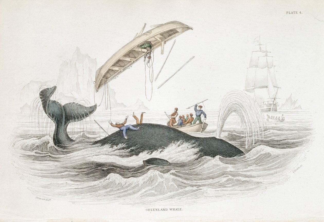 Harpunera en Grönlandsval som har kastat en av de attackerande båtarna. Från William Jardine The Naturalist