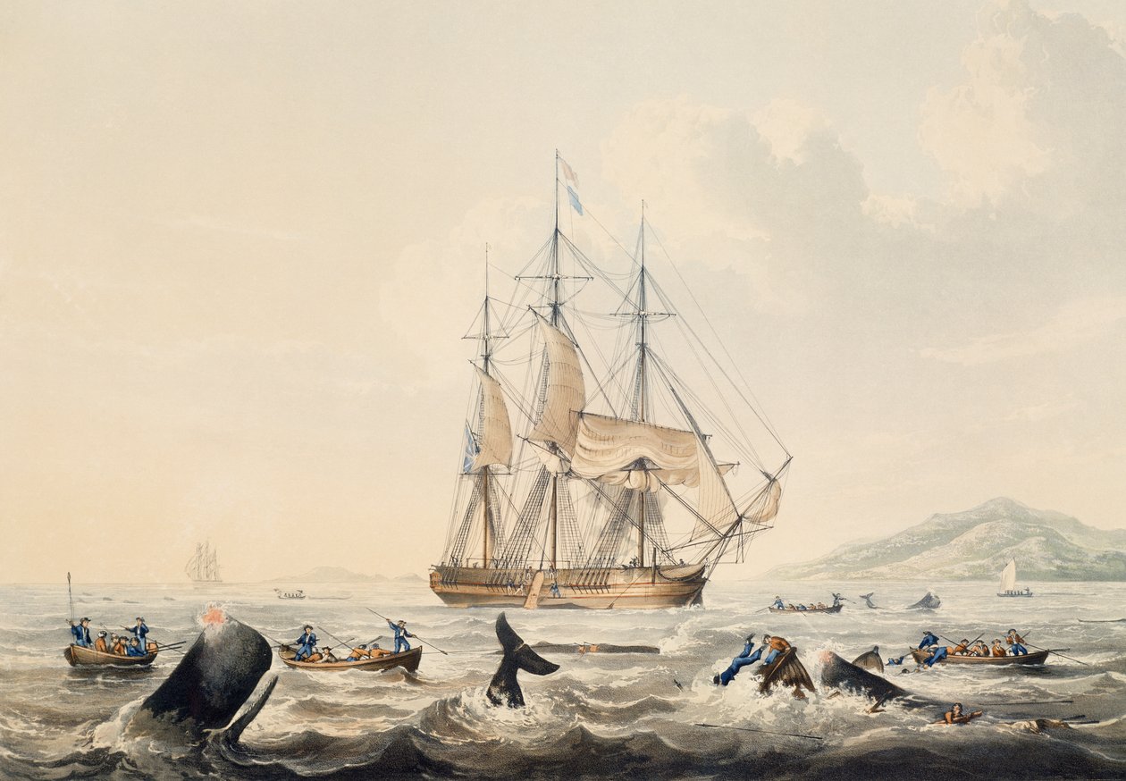 Whaling in South Seas, gravyr av William John Huggins (1781-1845), 44x57 cm av William John Huggins