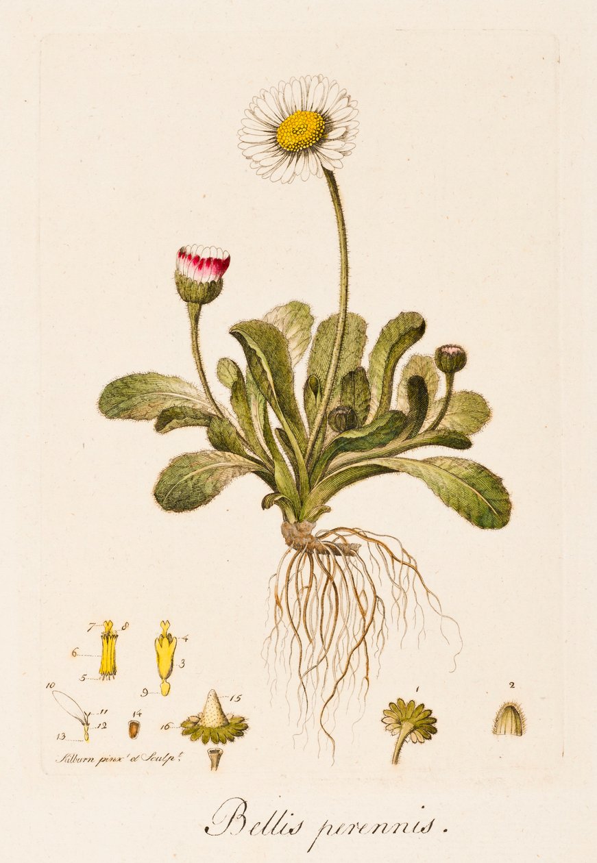 Perenna krig, Daisy, c1770-1790. av William Kilburn
