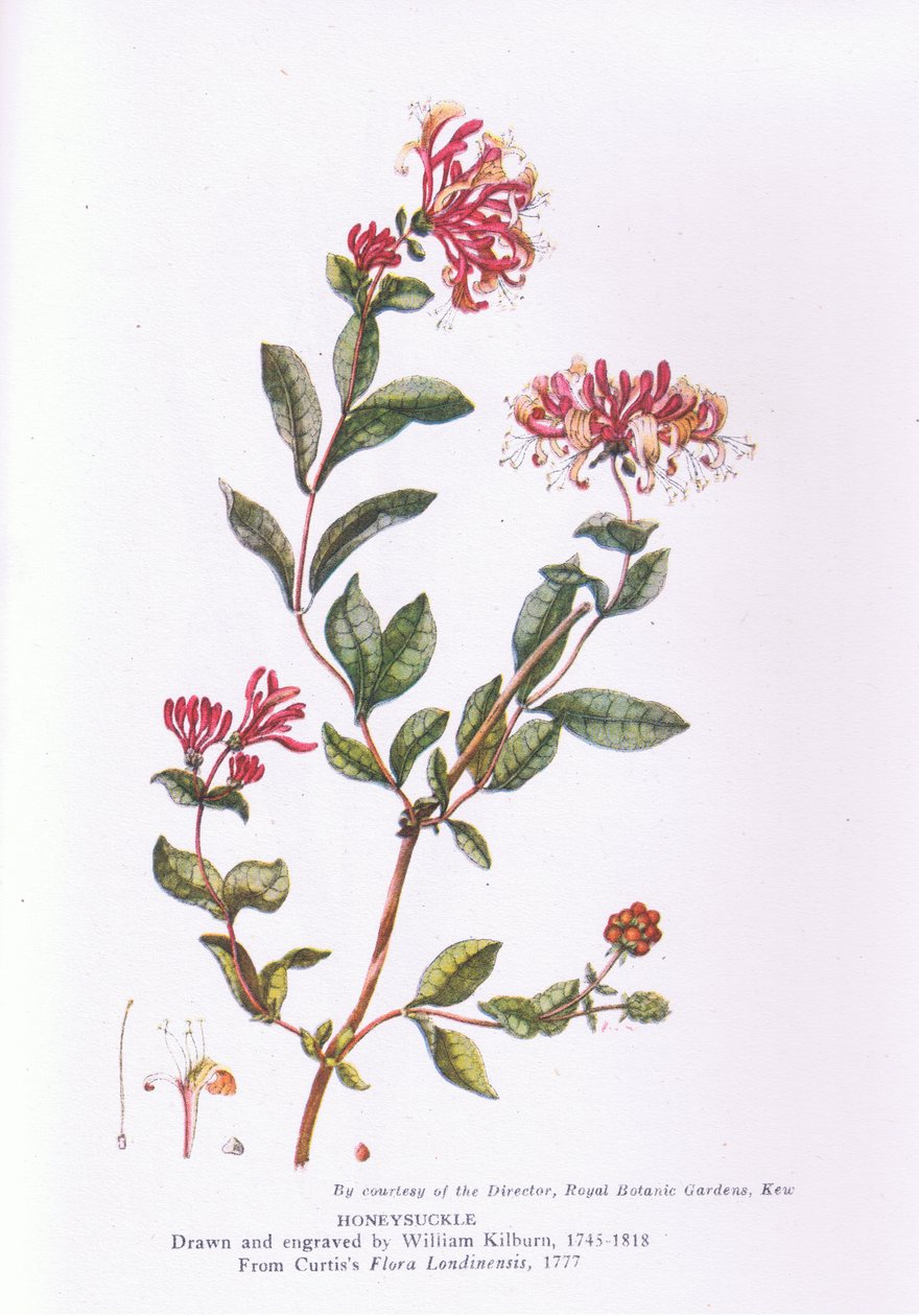 Honeysuckle, Nature in Britain publicerad av Collins, 1946 av William Kilburn