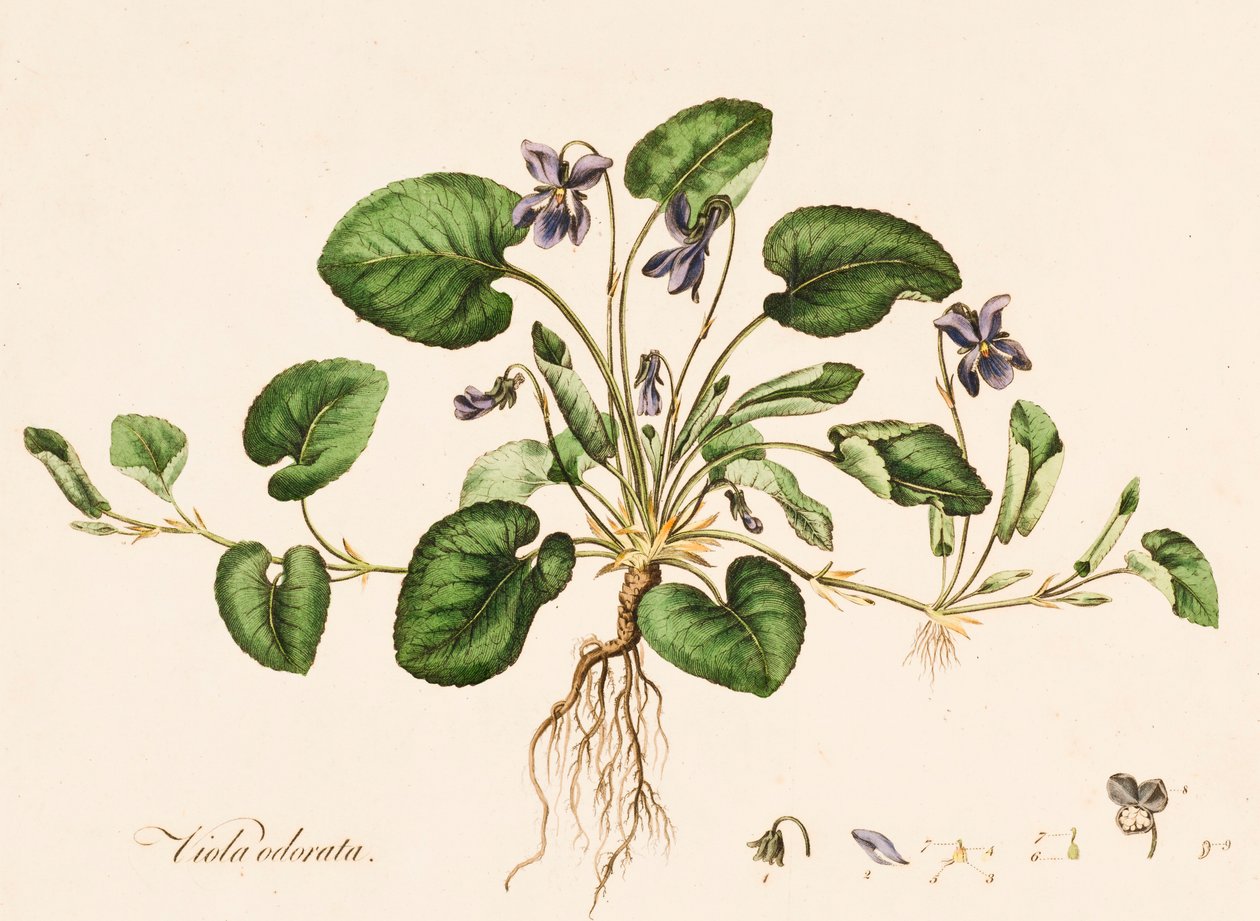 Sweet Violet, c1770-1790. av William Kilburn
